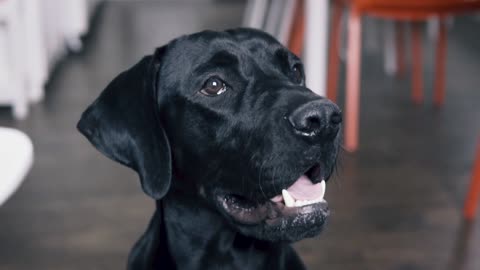 A black labrador