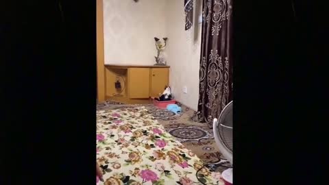 OMG So Cute Cats Best Funny Cute Cat Videos 2021