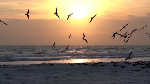 Beautiful Birds at Sunset