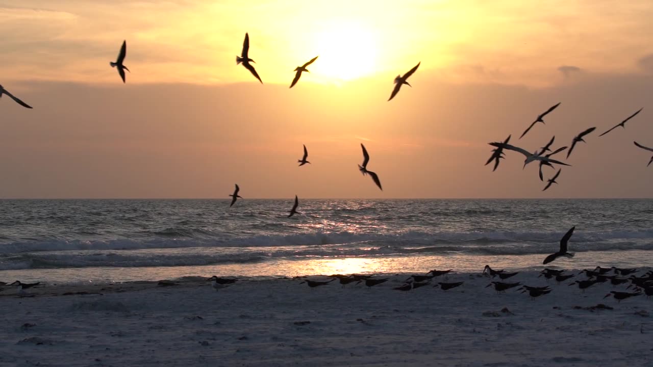 Beautiful Birds at Sunset