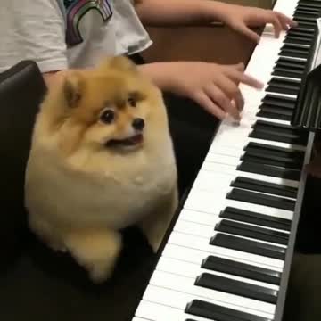 I'm going to sign you up for a piano class tomorrow.