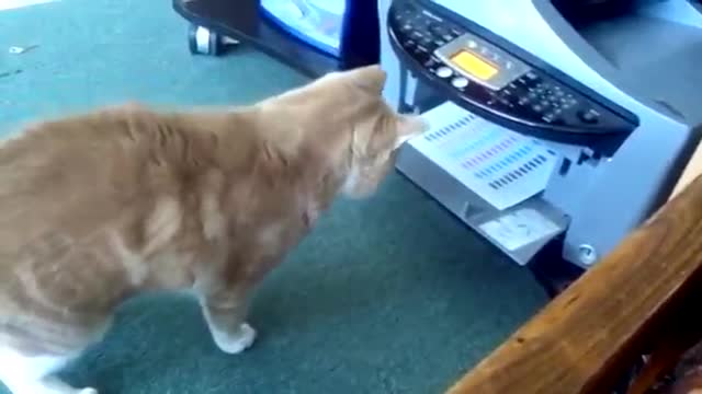 funny animal video