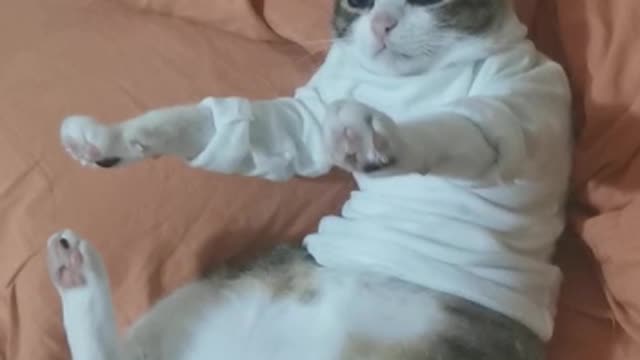 Clothes Keep Cat From Scratching