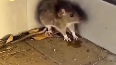 Rat 🐁🐁 comedy #sablolhai