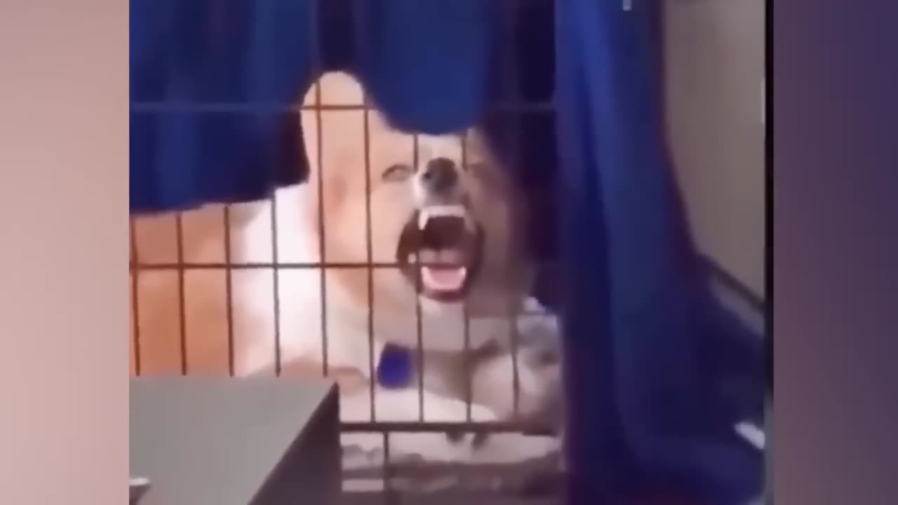 Funny cats 2024 | Funny animal videos | Funny dogs and cats videos 2024 | try not to laugh | cat tv
