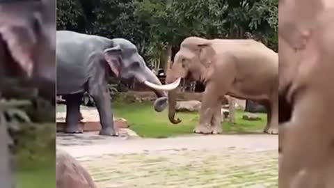 Elephant Macho did not like the copy. The other was a statue.