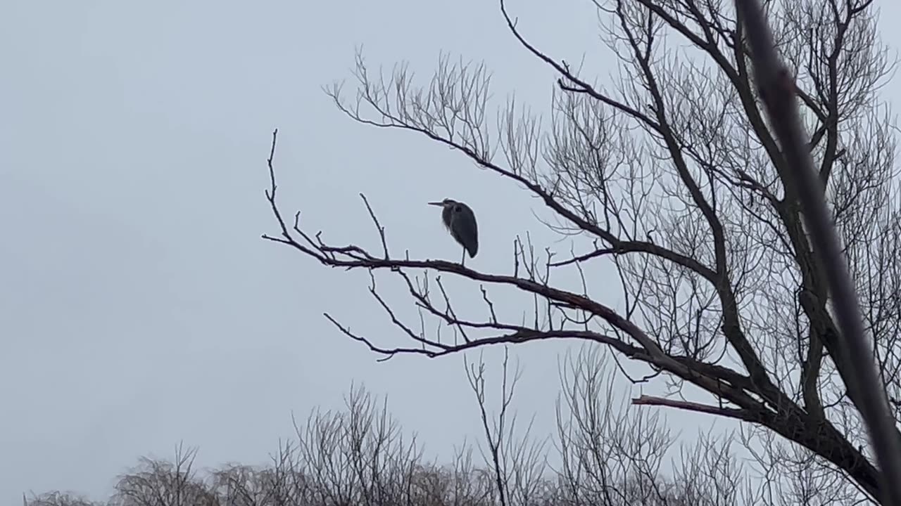 Great Blue Heron in January Toronto