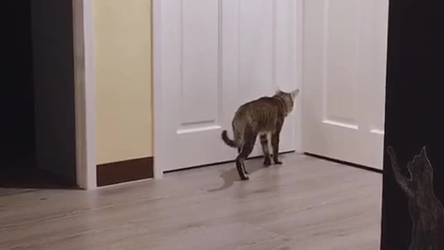 Crafty Cat Can Open the Door