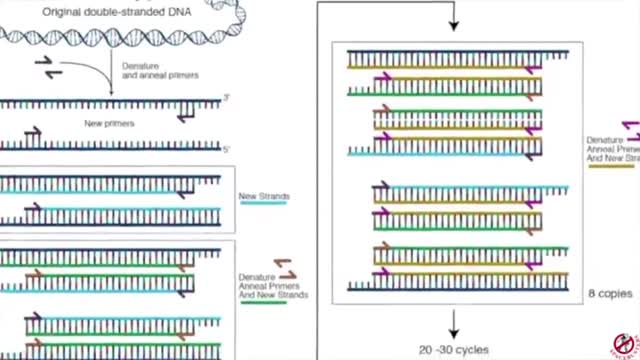 PCR Test - The "Gold Standard" for Diagnosis???