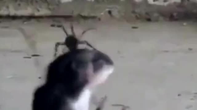 Spider caught his dinner