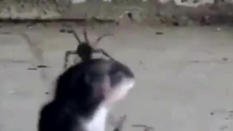 Spider caught his dinner