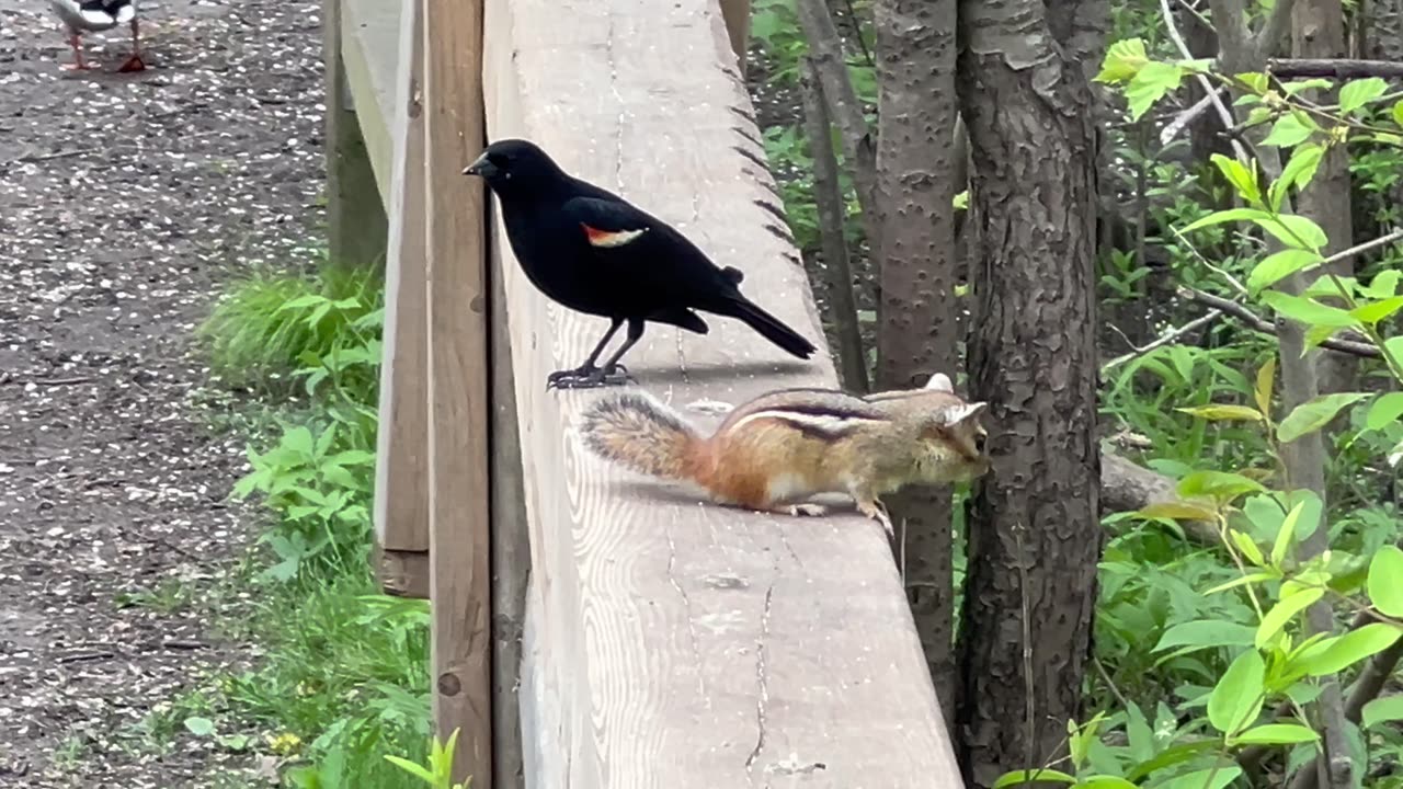 Redwing Blackbird stuck in a traffic jam 😂