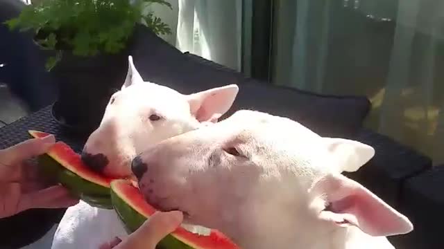 Watermelon ( seeds out ) the perfect summer snack mmmm