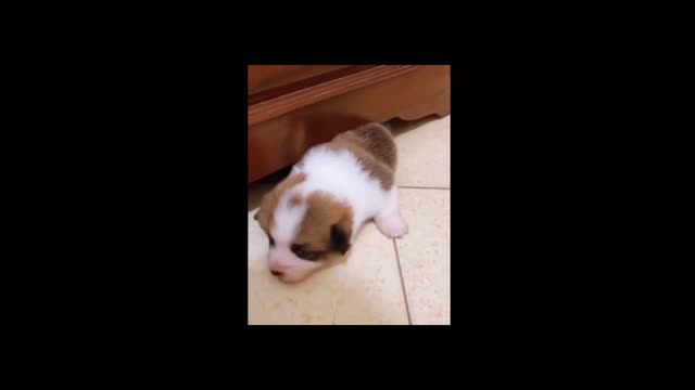 Cute Corgi Puppy Stuck under the Closet