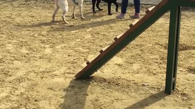 funny animals dogs