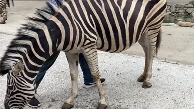 A zebra