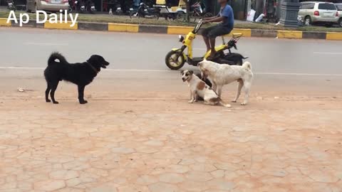 Three Boy Dogs Fighting To Get Beautiful Girl Dog, Dog Meeting In My Village