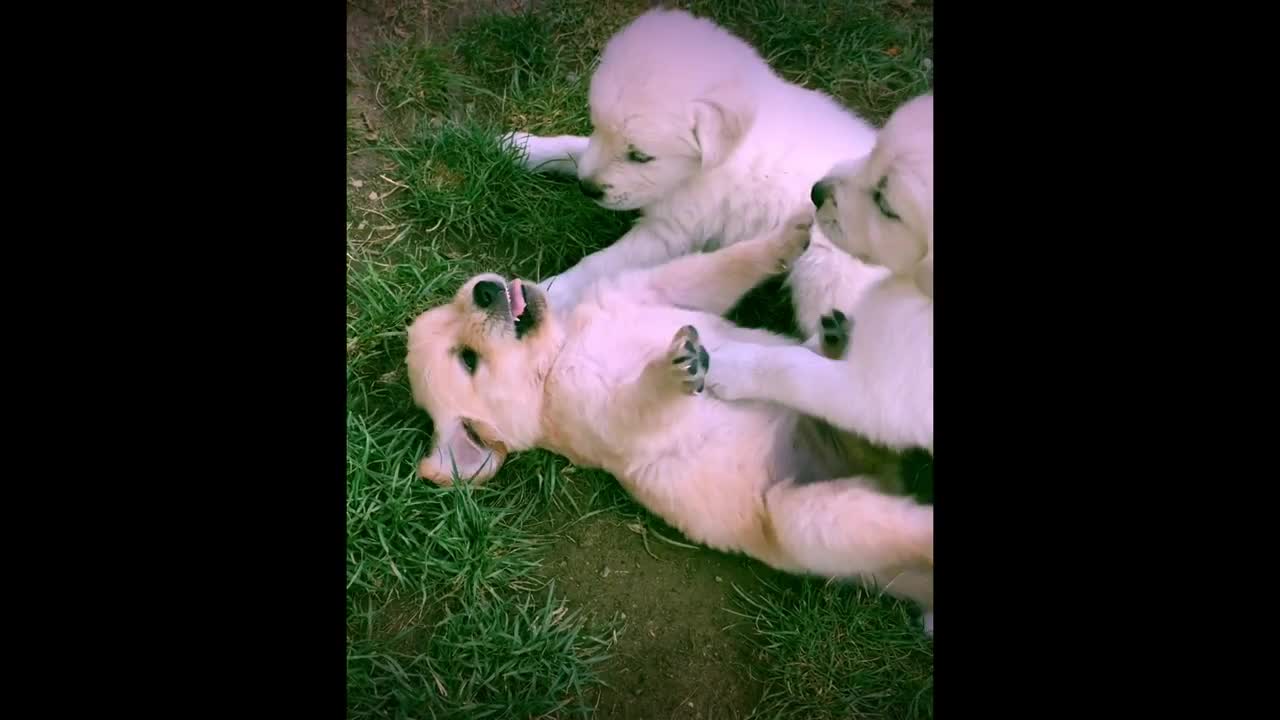 adorable and hilarious doggy vs slow motion