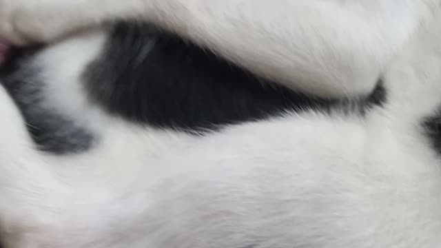Cute Cat | Cats Lover | Cat | Cats