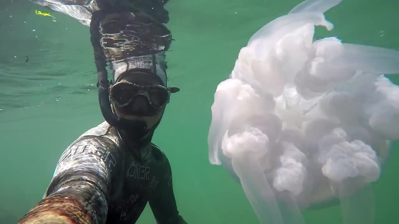 The Largest jellyfish In The Black Sea