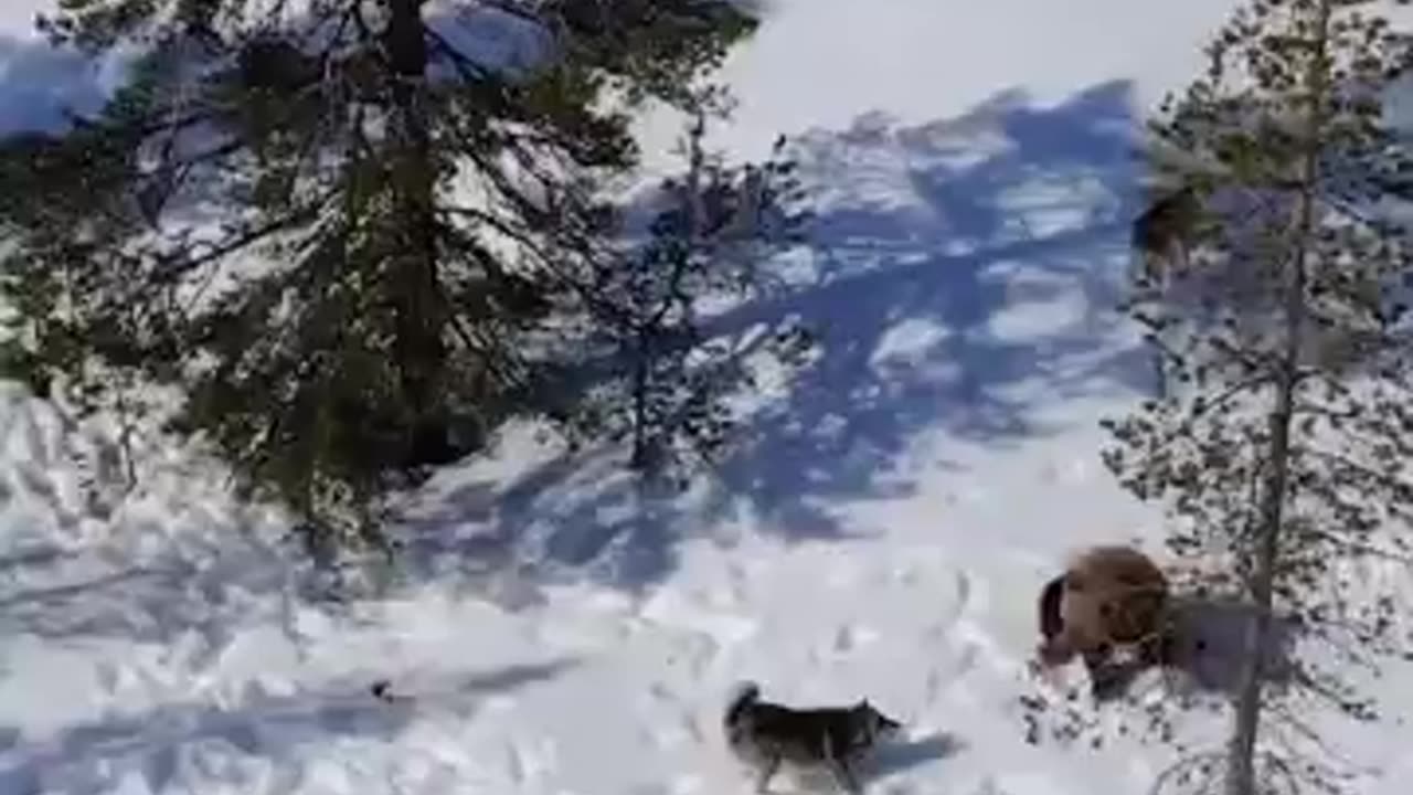 Hunting dog work a bear__