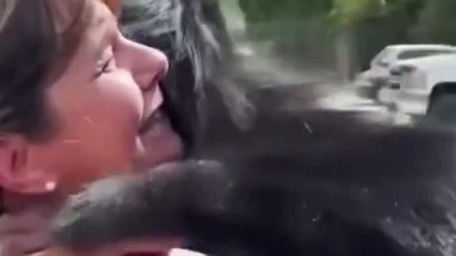 funny monkey video