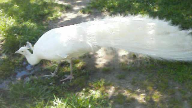 White Peacock At Petting Zoo