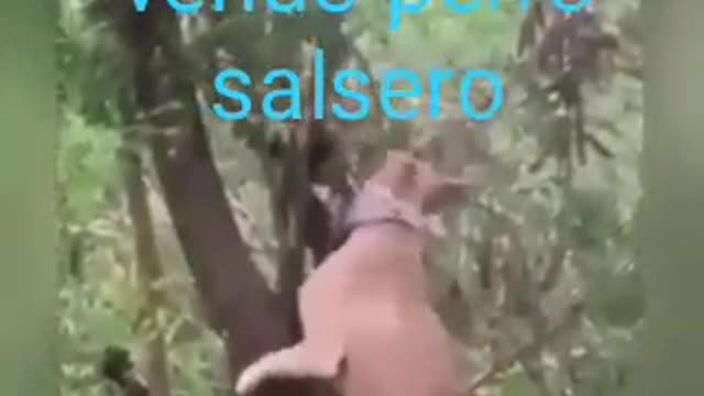 Perro Bailarin