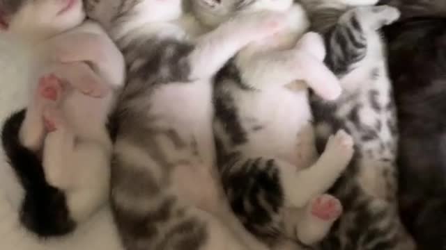 Kittens line up to sleep