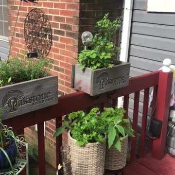 Black Swallow Tail Butterfly laying eggs