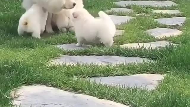 Puppy in the park