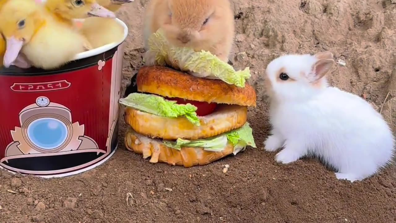 The little bunny eats a hamburger.