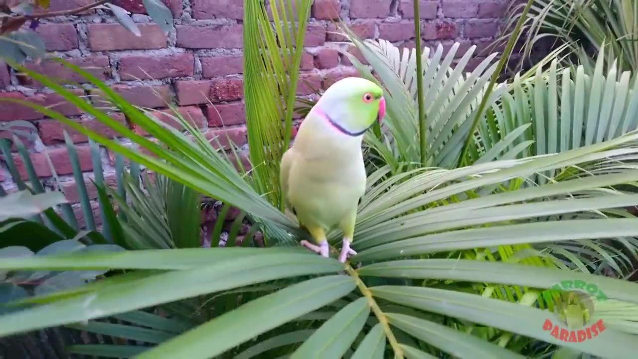 funny parrot animal talking