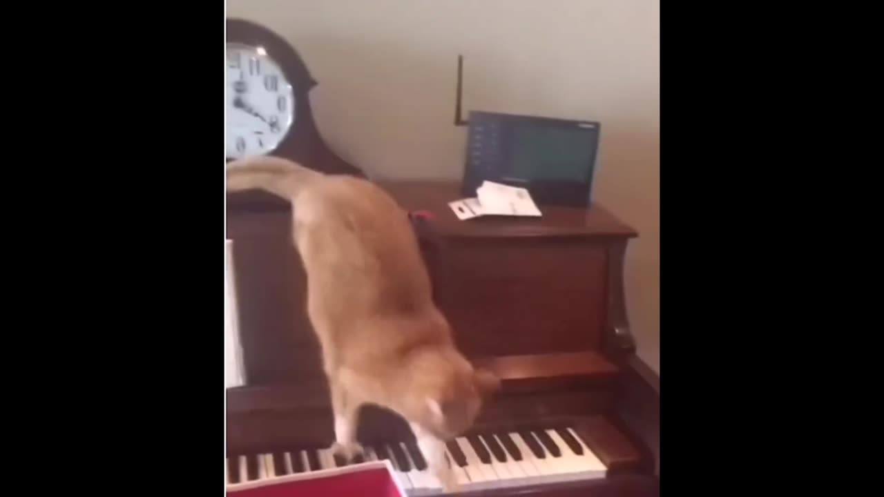Cat accidentally became a Meowsician!