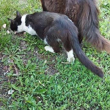A Cat Eats While a Tomcat Guards Her