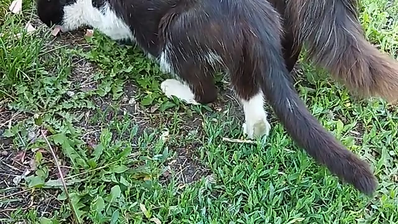 A Cat Eats While a Tomcat Guards Her