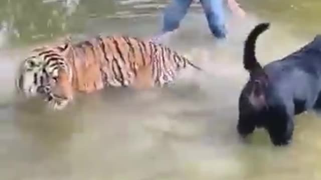 ROTTWEILER VS TIGER.
