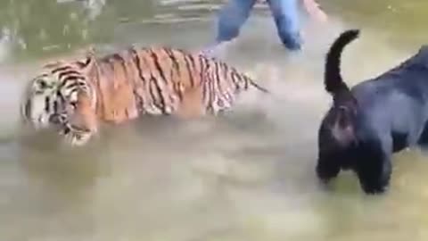 ROTTWEILER VS TIGER.