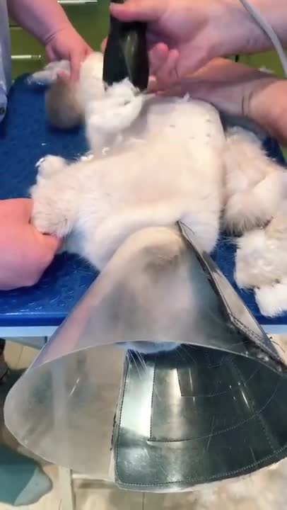 How can training your bad cat 😤