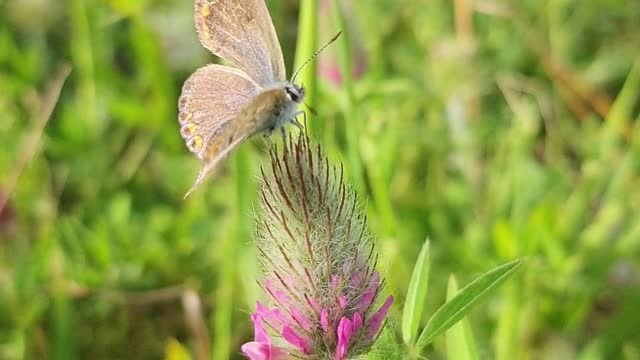 Beautiful butterfly video amazing very nice butterfly videos🇳🇵🇳🇵🇳🇵