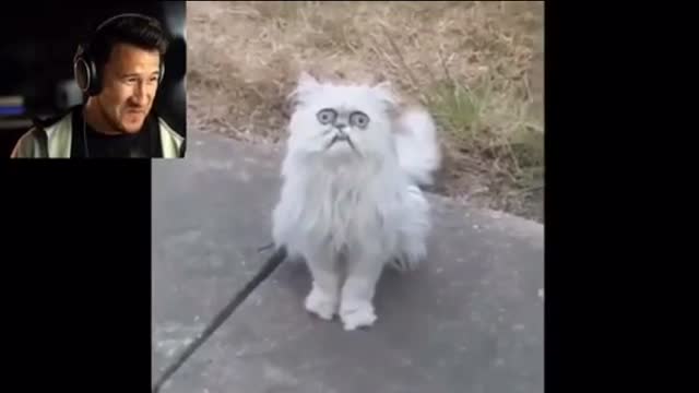 Scary Cat, funny video try not to laugh