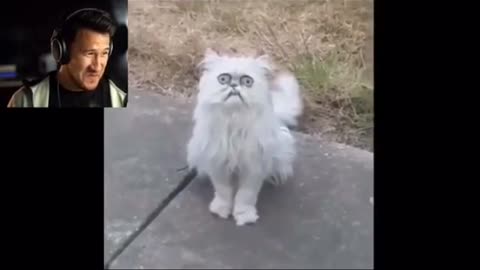 Scary Cat, funny video try not to laugh