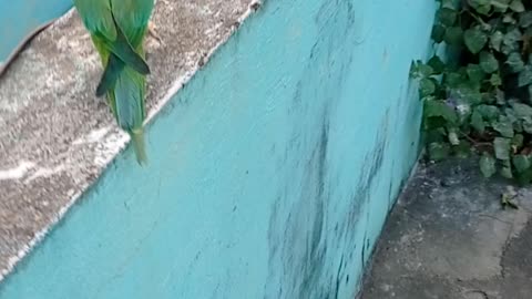 Time to feed parrot