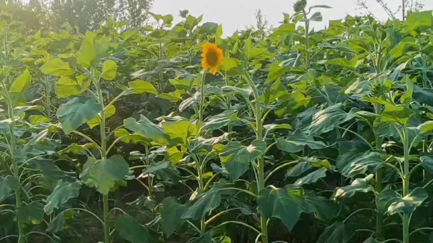 lonely sunflower