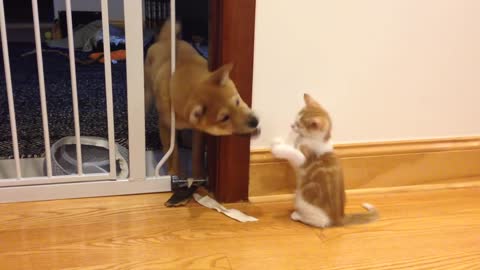 CUTE PUPPY AND CAT FIGHT.