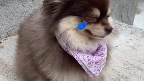 Do you cheer Suki up🥺❤️