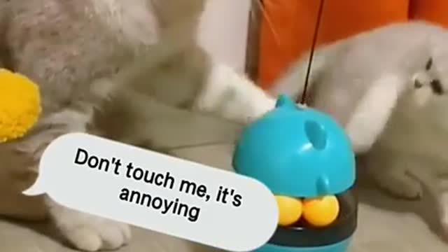 Funny cat & kitten playing 😂😂