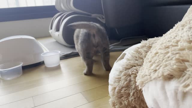 A baby Jindo dog that only tightens her cheeks