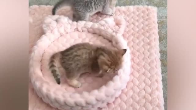 🐈Cute cat funny videos 🐈