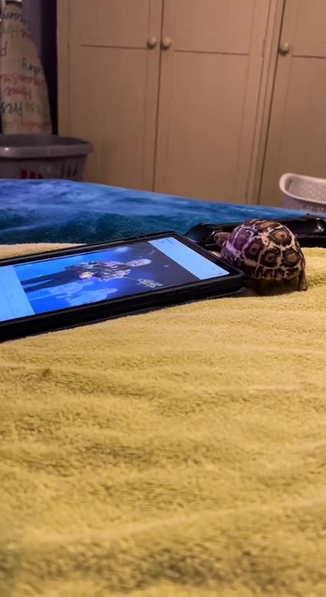 Toboggan Turtle 🤣🤣